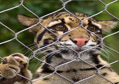 Kabelbalustrade roestvrij staal touwnet Vogeltuin / dierentuin Kooi hek