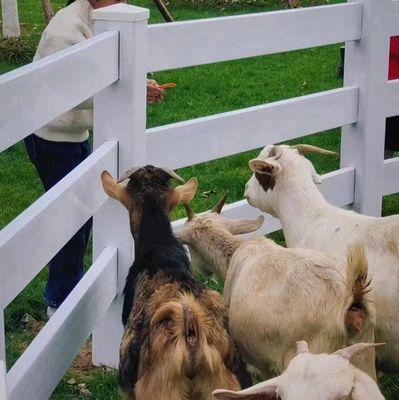 2 Rails Plastic Paardenveld hek Paardenveiligheids hek Paddock Plastic Rail hek