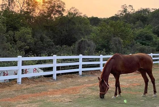 Zware 3Rails PVC paarden hek voor boerderijen en ranches