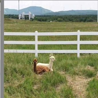 Wit Plastic Rail hek Vinyl hek 3 Rails 4 Rails Paard PVC boerderij hek