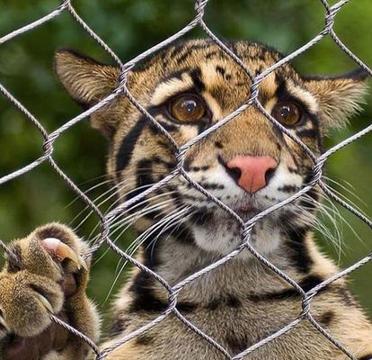 Roestvrijstalen touwgaas SS304/316 voor dierentuin en balustrade
