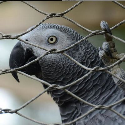 UV-bestendig roestvrijstalen draadgaas met lange levensduur en niet-giftige eigenschappen voor dierentuinafrastering en vogelvolière