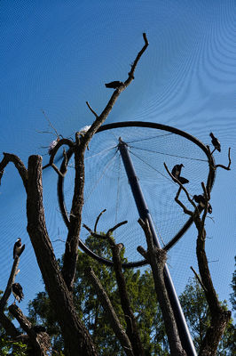 Decoratief handgeweven roestvrijstalen draadkabelgaas met 1,5 mm/2 mm/2,5 mm draaddiameter en 25*25 mm/30*30 mm/50*50 mm maasopening voor volièregaas en dierentuingaas