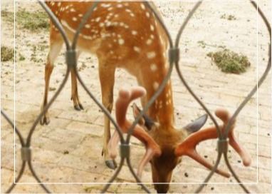 3mm Roestvrijstalen Touwgaas 7x7 Weefsel voor Zoo/Dierentuin en Luchthaven Omheining