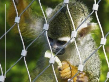 316 Roestvrijstalen Kabelgaasnet voor Volières & Zoos
