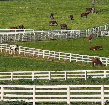 Anti beklim Gelaste Draad Mesh Fence No Rot 4 Sporenpost en Spoor Wit Pvc voor Paardlandbouwbedrijf