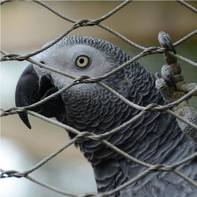 Roestvrij staal touwdraadnet 304/316 voor dierentuinen