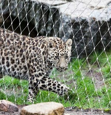 304 roestvrij staal kabelnet Zwarte oxidatie voor dierentuin vogelhuis