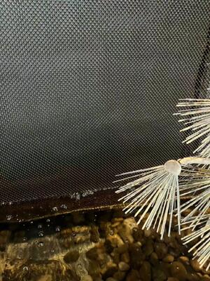 Decoratief spiraalgordijn van roestvrij staal voor watervalmuurgaas